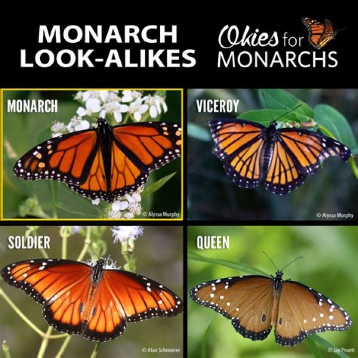 Actress Libby Blake From Monarch: Five Facts To Learn About